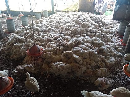 Retratos da greve: 170 mil frangos mortos por dia e um prejuízo incalculável