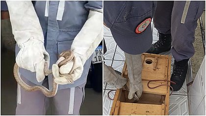 Cobras são encontradas escondidas em motor de geladeira e motocicleta na Bahia