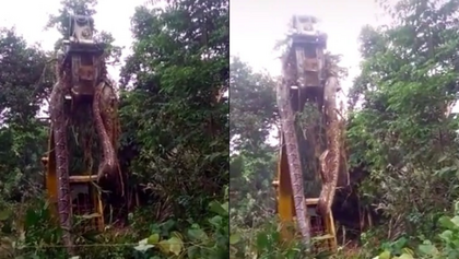 Cobra gigante assusta trabalhadores e é removida por uma escavadeira