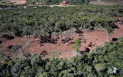 Bahia ocupa segundo lugar no ranking de desmatamento da Mata Atlântica no Brasil