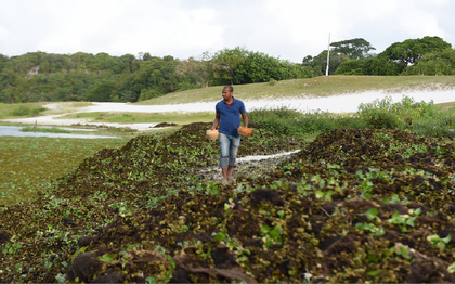Moradores de Itapuã fazem mutirão para retirar baronesas da Lagoa do Abaeté