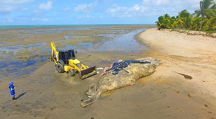 Baleia jubarte de 13 m é encontrada morta no litoral da BA