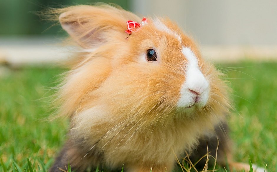 Quem Vai E Coelho Tudo Sobre Ter O Fofo Animal Como Pet Jornal Correio Noticias E Opinioes Que A Bahia Quer Saber