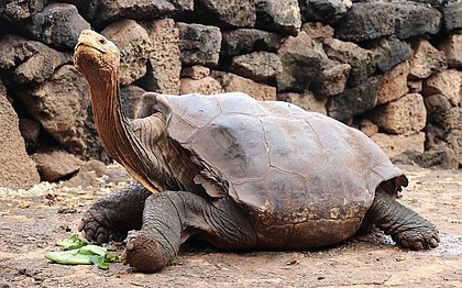 Diego, a tartaruga que transou tanto a ponto de salvar a espécie, se aposenta