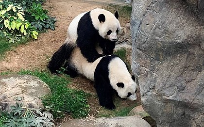 Pandas aproveitam zoológico vazio para acasalar pela 1ª vez em dez anos