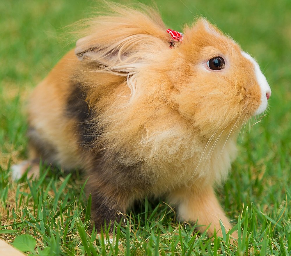 Quem Vai E Coelho Tudo Sobre Ter O Fofo Animal Como Pet Jornal Correio Noticias E Opinioes Que A Bahia Quer Saber