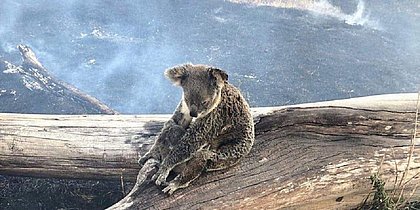 Um terço da população de coalas pode ter morrido durante incêndios na Austrália