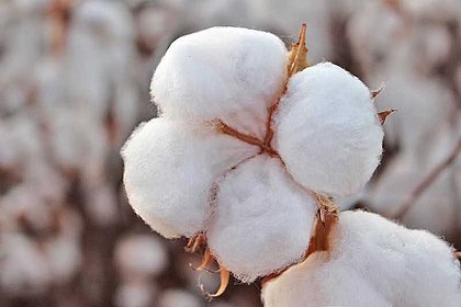 Produtores de algodão encerram plantio com otimismo 