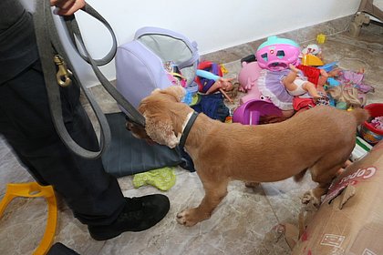 Cachorro Funk encontra drogas em casa onde traficante morreu em Lauro de Freitas