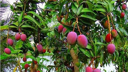 Produtores de frutas baianos criam estratégias para enfrentar a covid-19