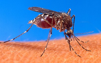 Agentes de endemias realizam ação especial contra Aedes em Salvador