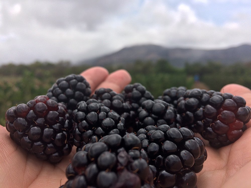 Safra De Frutas Vermelhas Surpreende Produtores Da Chapada Jornal Correio Noticias E Opinioes Que A Bahia Quer Saber Consulte lista de frutas com preço de venda. safra de frutas vermelhas surpreende