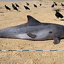 Golfinho é encontrado morto em praia no município de Feliz Deserto, no litoral sul de Alagoas