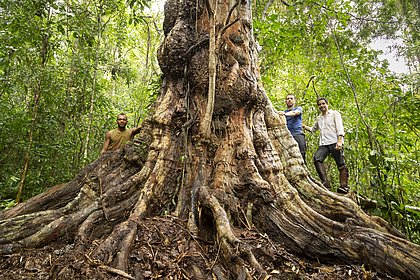 A expedição com o botânico Ricardo Cardim (de branco), o mateiro Alex Vincintin e o guia Uanderson Sousa (à esquerda) conseguiu catalogar a árvore