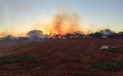 Virou fumaça: 200 mil pés de maconha são queimados pela polícia na Bahia