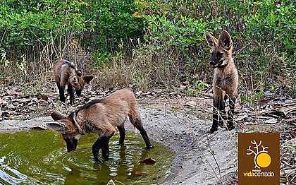 Quatro filhotes de lobos-guarás estão na Bahia para serem devolvidos à natureza