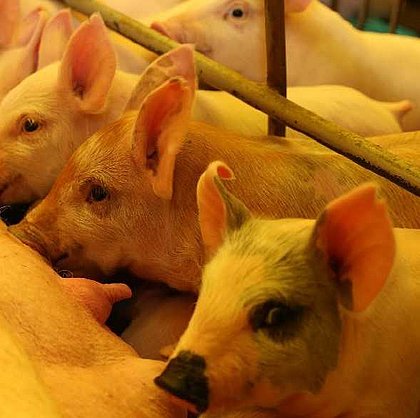 China faz carne de porco 'virar ouro'; sem plano para o setor, Bahia perde negócios
