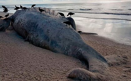 Baleia jubarte achada morta no Sul da Bahia não tem previsão de remoção