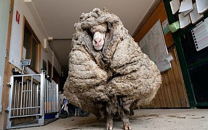 Ovelha é encontrada em floresta e produz mais de 35kg de lã ao ser tosquiada
