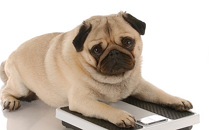 Obesidade em cães e gatos: dicas de como evitar e contornar