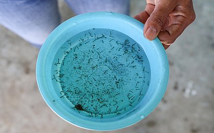 Aedes aegypti: população de Salvador precisa ficar atenta aos cuidados com arboviroses 