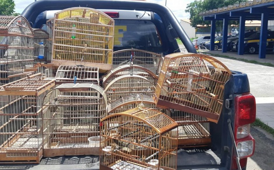 PRF apreende 36 animais silvestres mantidos em cativeiro na BR-324