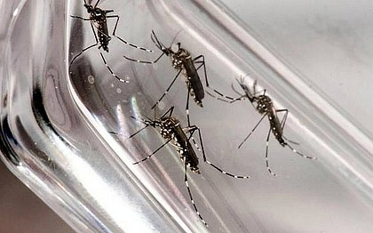 Bairros de Salvador terão ações especiais contra o Aedes aegypti nesta semana