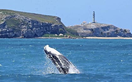 Baleias baianas: jubartes já chegaram à Bahia para temporada de reprodução