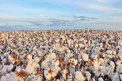 Safra de algodão cresce 17% na Bahia