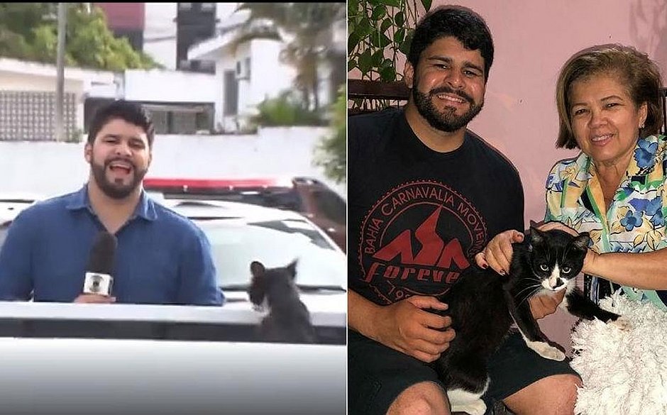 Gato que interrompeu gravação é adotado pela tia do repórter: 'Feliz' - Jornal Correio
