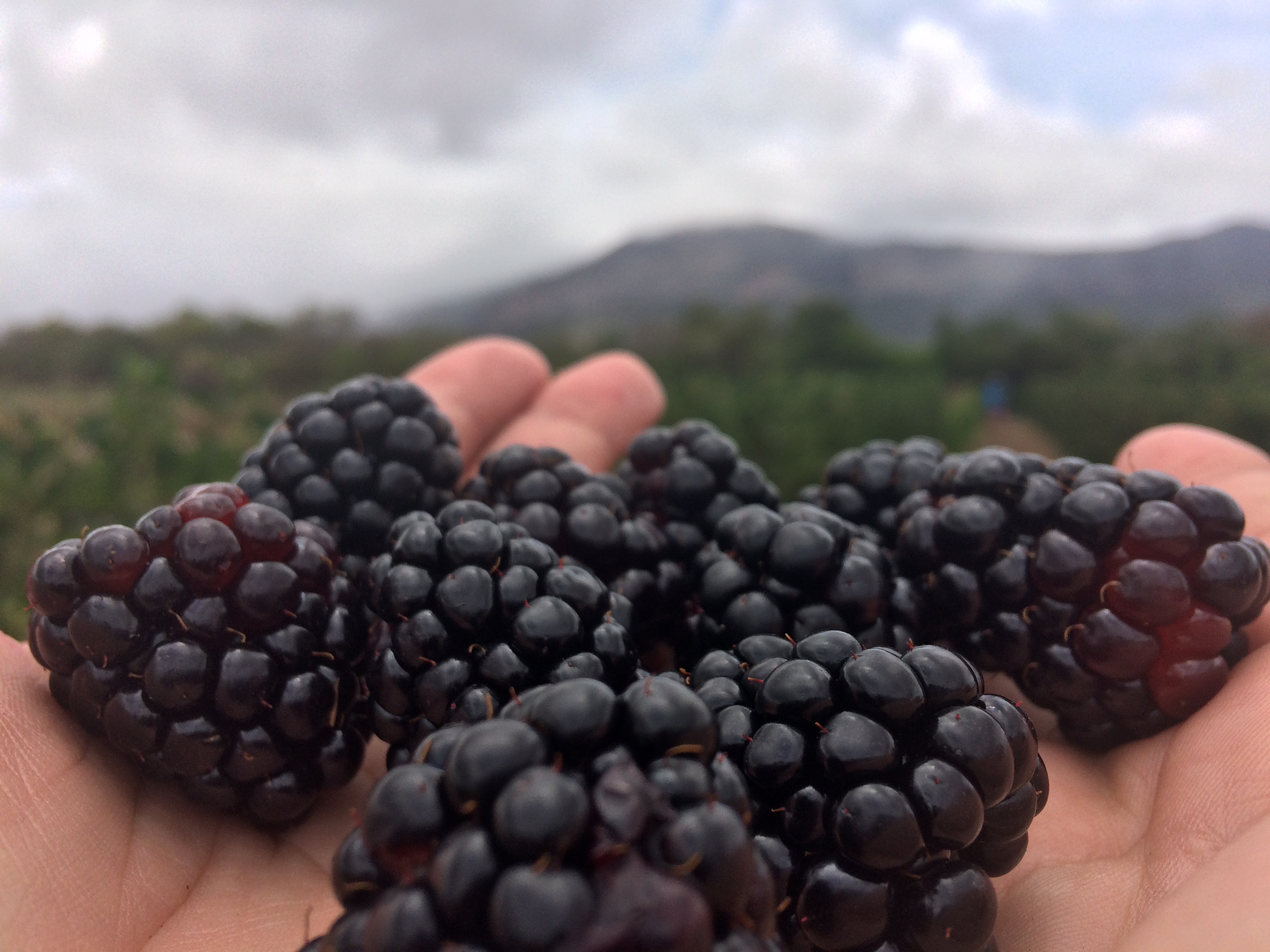 Safra De Frutas Vermelhas Surpreende Produtores Da Chapada Jornal Correio Noticias E Opinioes Que A Bahia Quer Saber 0 watchers664 page views8 deviations. safra de frutas vermelhas surpreende