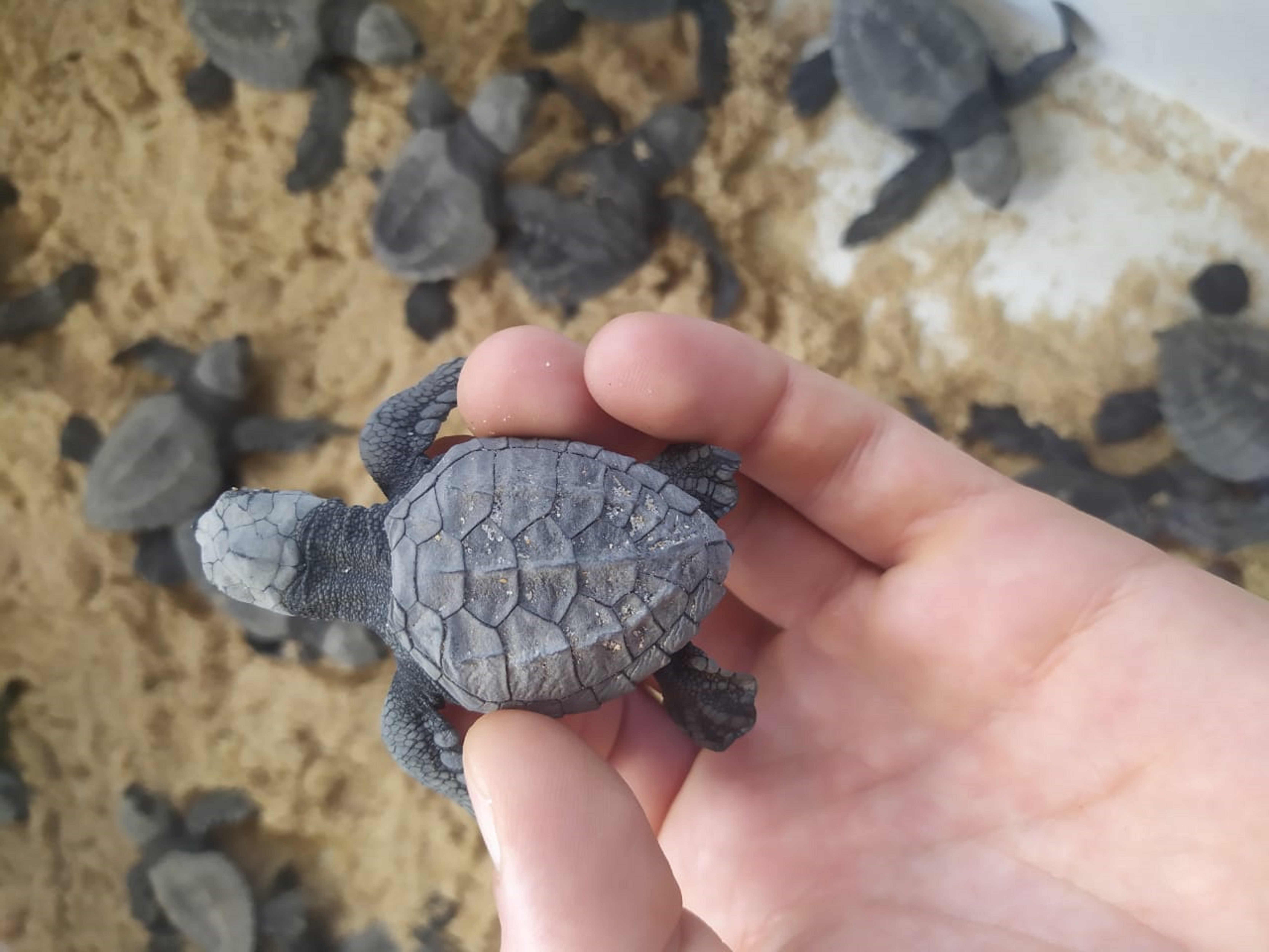 Tartarugas nasceram em Arembepe e foram monitoradas por pesquisadoras do Projeto Tamar